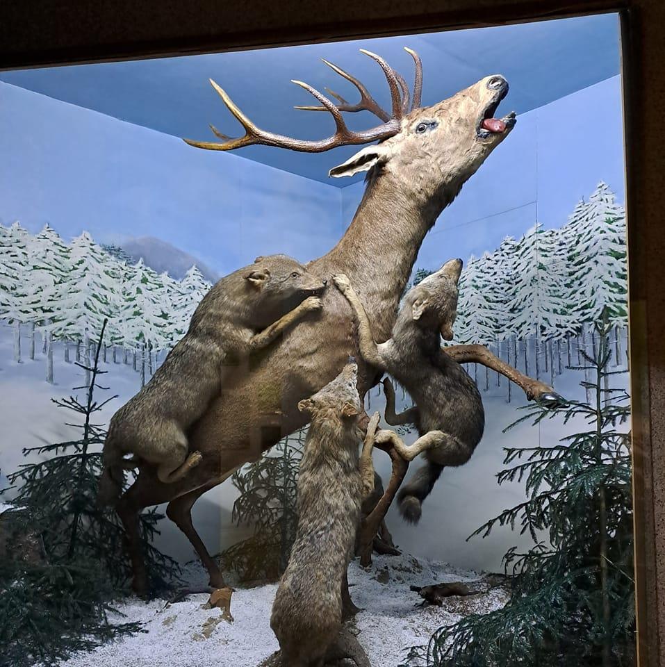 Muzeul de Științe ale Naturii și Cinegetică